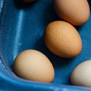 Eier pasteurisieren mit Sous-Vide