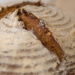 Roggenmischbrot mit Sauerteig Backen Rezept & Anleitung