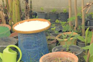 Rejuvelac Kokosjoghurt und Sojajoghurt selber machen.