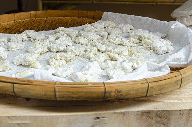 Koji Reis Starter - Aspergillus Oryzae selber vermehren