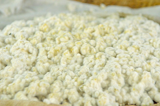 Koji Reis Starter - Aspergillus Oryzae selber vermehren