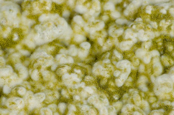 Koji Reis Starter - Aspergillus Oryzae selber vermehren