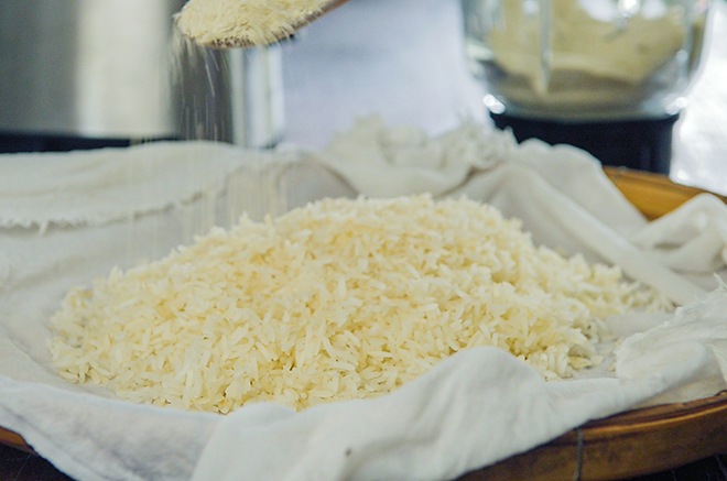 Koji Reis Starter - Aspergillus Oryzae selber vermehren