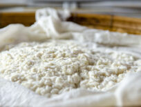 Koji Reis Starter - Aspergillus Oryzae selber vermehren